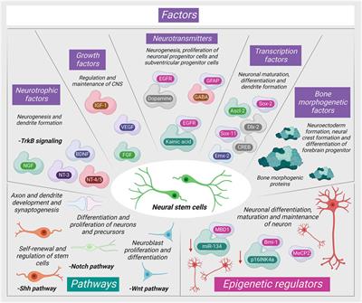 Advances in stromal cell therapy for management of Alzheimer’s disease